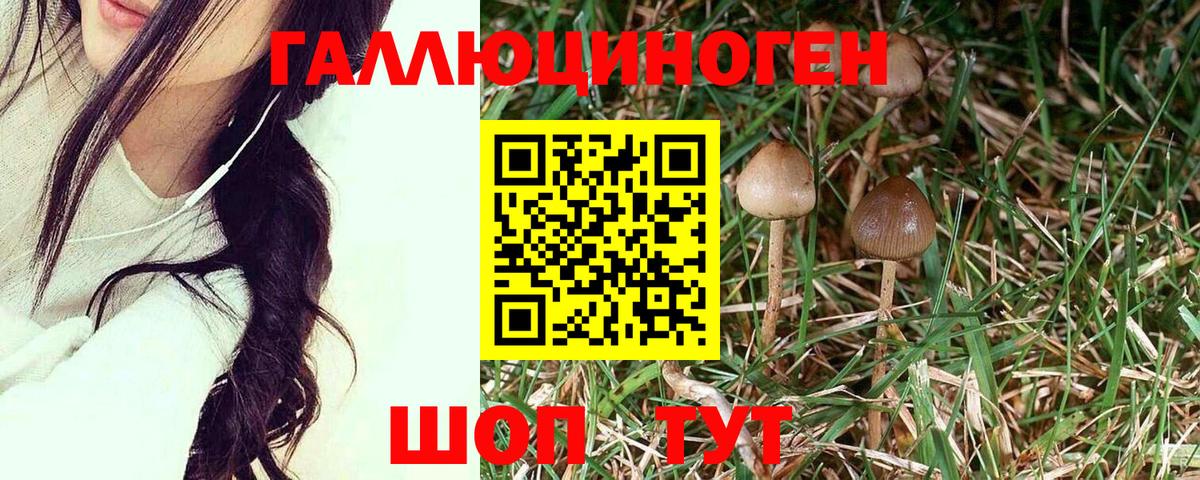 Кунгур  Псилоцибиновые грибы MAGIC MUSHROOMS  Псилоцибиновые грибы прущие грибы  Вход с VPN 